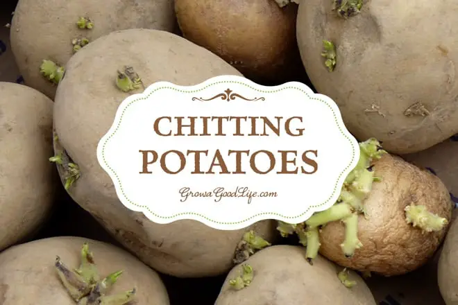 Do Potatoes Need To Sprout Before Planting