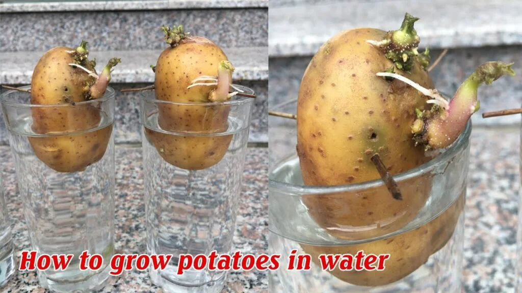 Do Potatoes Need Water To Grow?