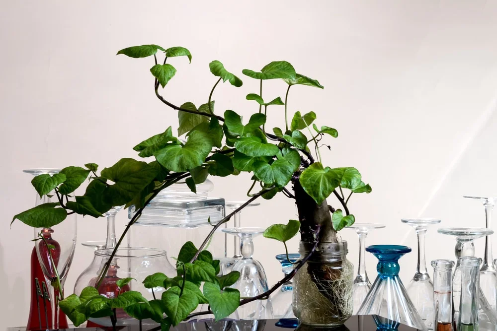 Do Potatoes Need Water To Grow?