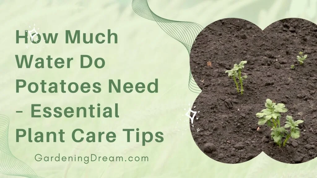 Do Potatoes Need Water To Grow?