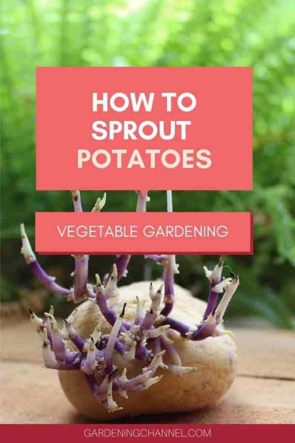 Do Potatoes Sprout Faster In The Dark? Do Potatoes Sprout Faster In The Dark?