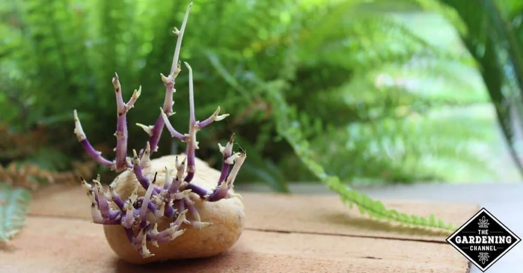 Do Potatoes Sprout Faster In The Dark?