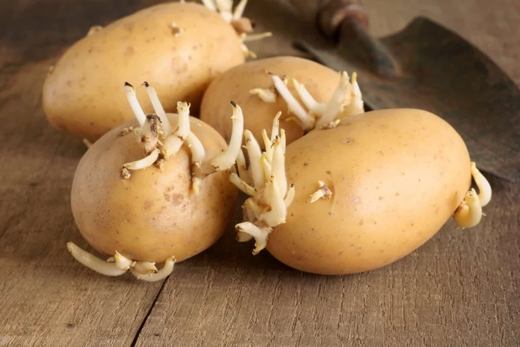 Do Potatoes Sprout Faster In The Dark?