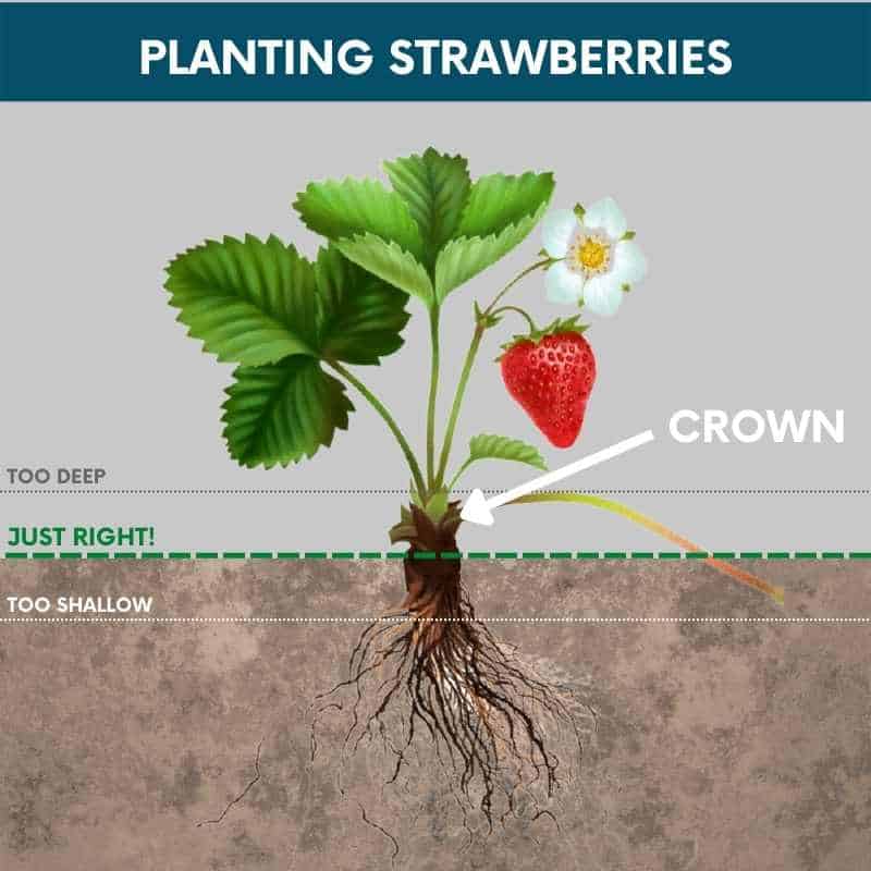 Do Strawberries Need To Be Planted Deep? Do Strawberries Need To Be Planted Deep?