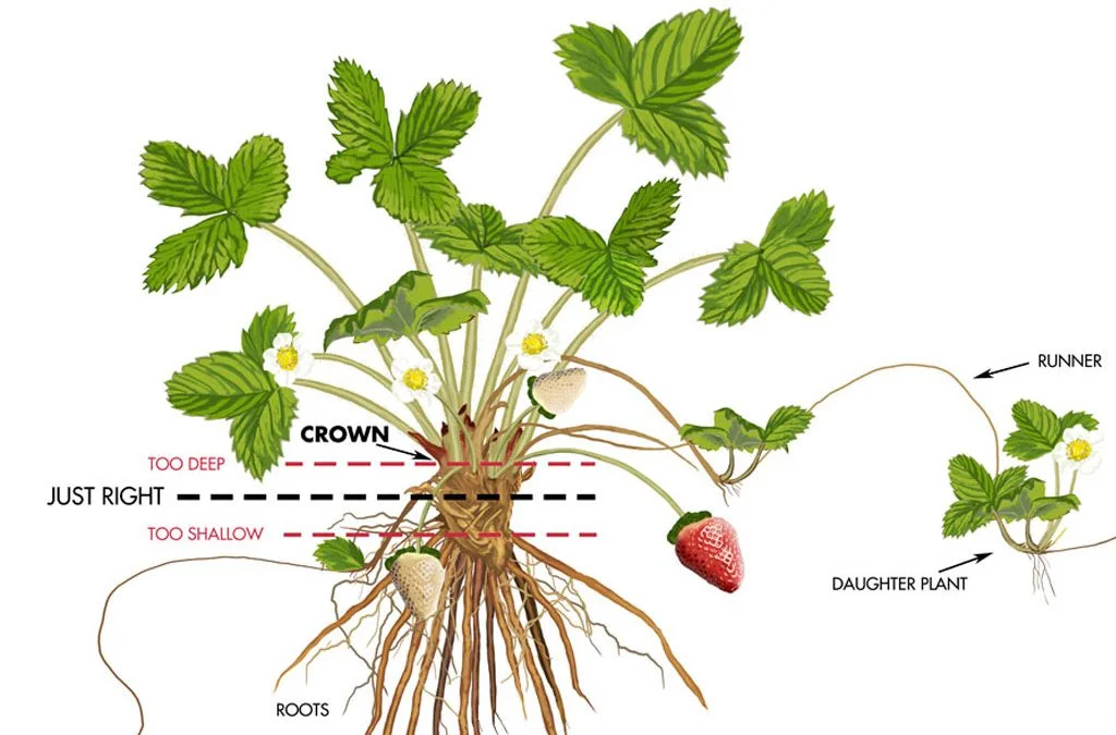Do Strawberries Need To Be Planted Deep?