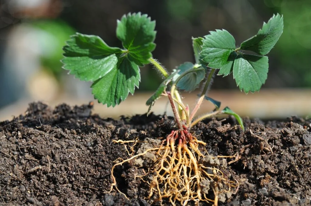 Do Strawberries Need To Be Planted Deep?