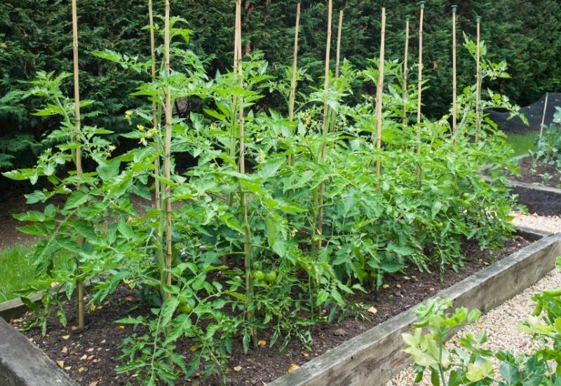 Do Tomatoes Need Beds? Do Tomatoes Need Beds?