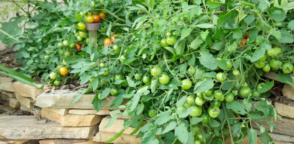 Do Tomatoes Need Beds? Do Tomatoes Need Beds?