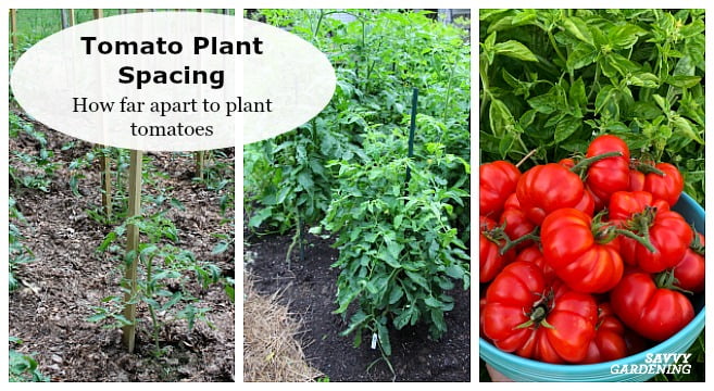 Do Tomatoes Need Beds? Do Tomatoes Need Beds?