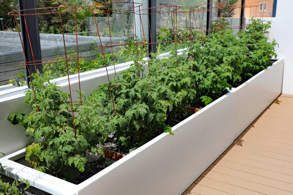 Do Tomatoes Need Beds? Do Tomatoes Need Beds?