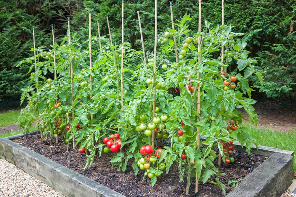 Do Tomatoes Need Beds? Do Tomatoes Need Beds?
