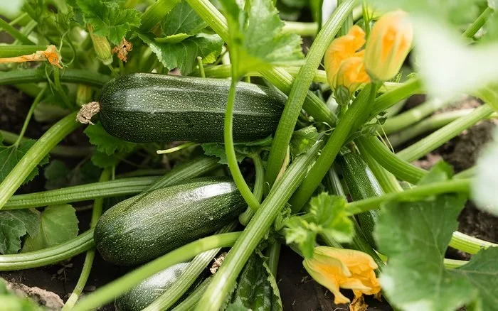 Do Zucchini Like Wet Or Dry Soil? Do Zucchini Like Wet Or Dry Soil?