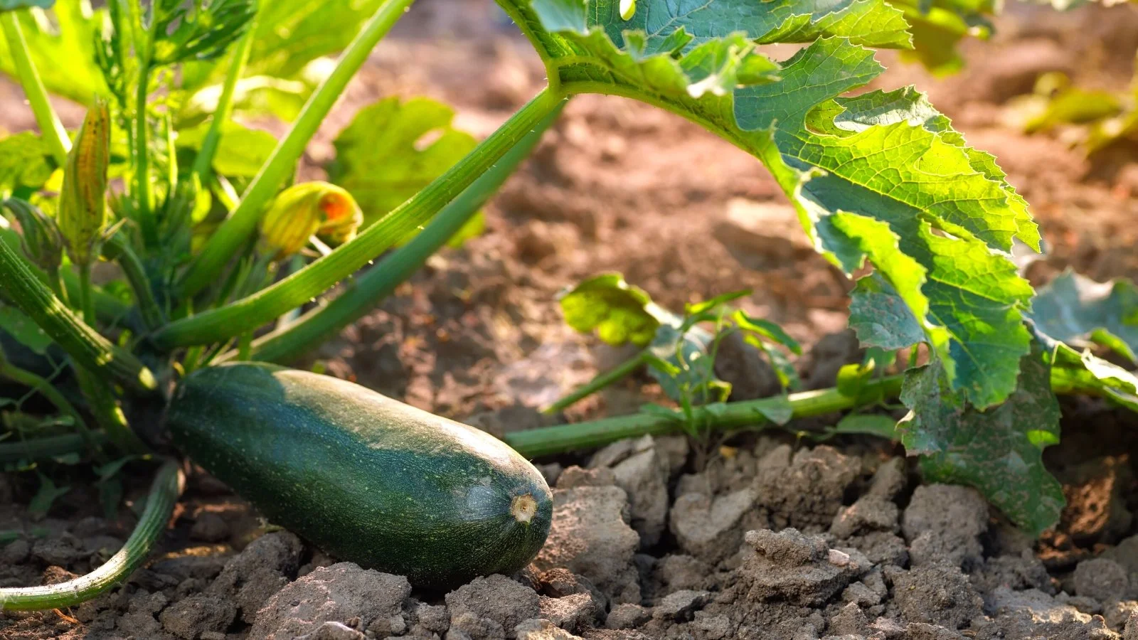 Do Zucchini Like Wet Or Dry Soil? GreenThumbsGuide
