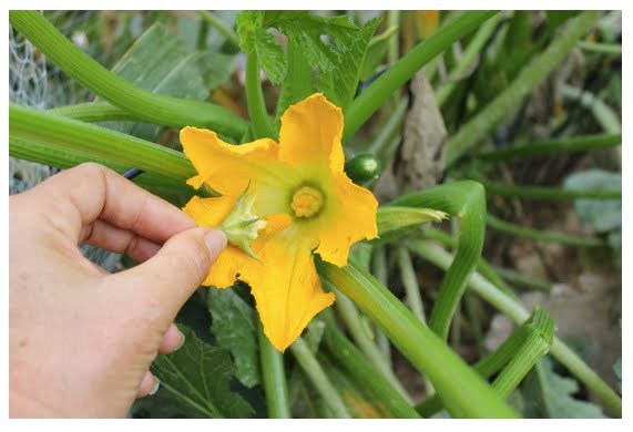 Do Zucchini Need To Be Pollinated?