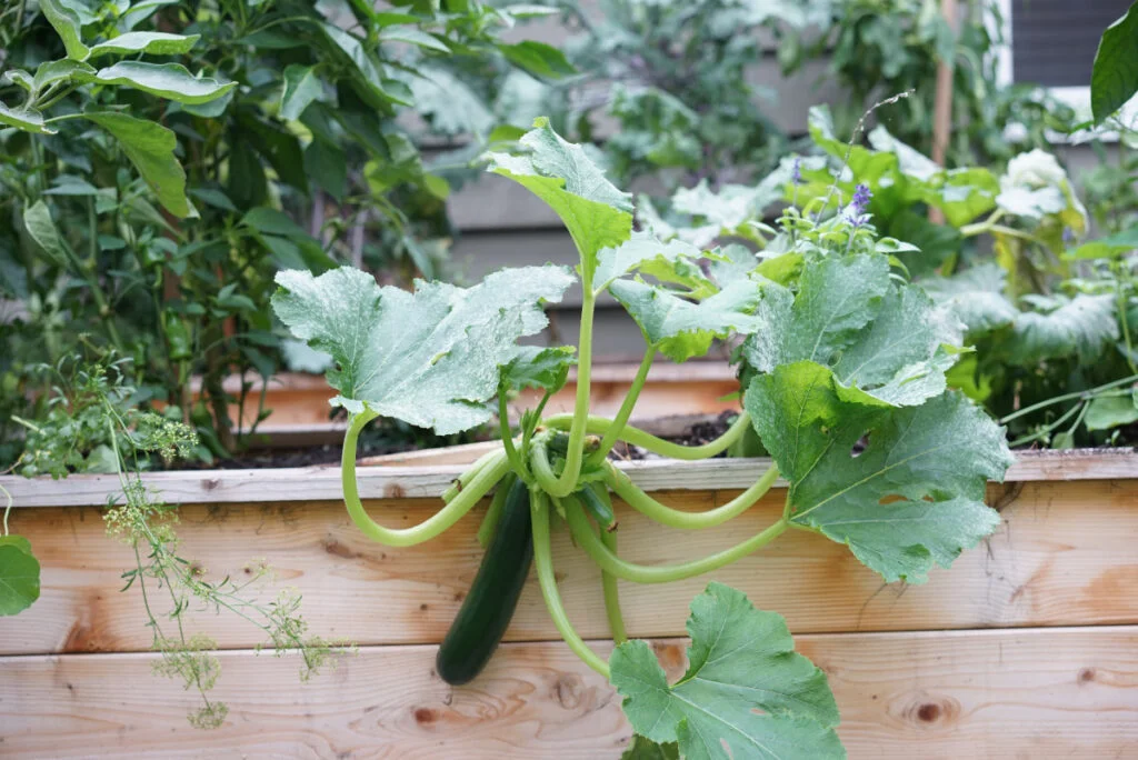 Do Zucchini Plants Lay Down?
