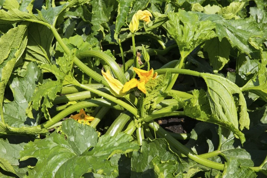 Do Zucchini Plants Lay Down?