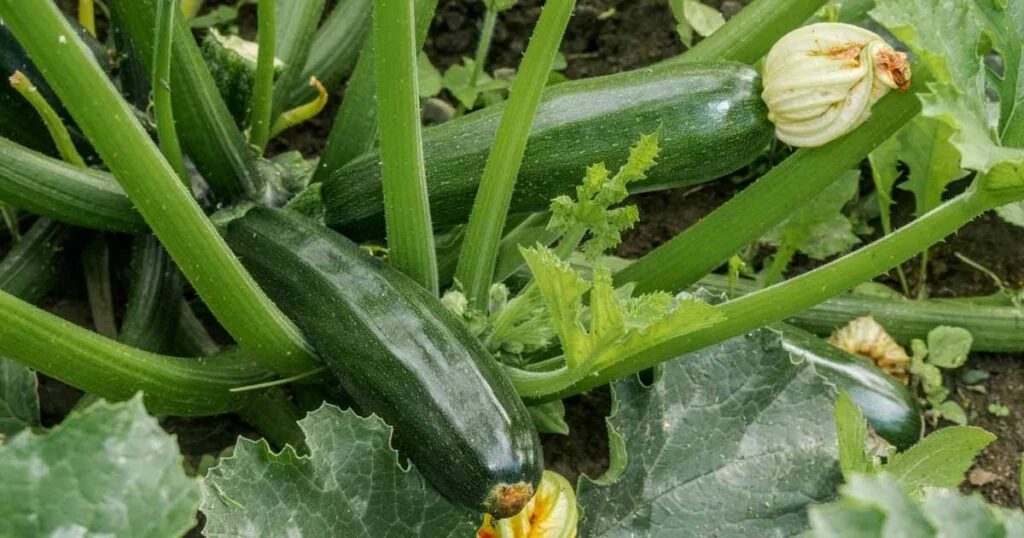 Do Zucchini Plants Lay Down?
