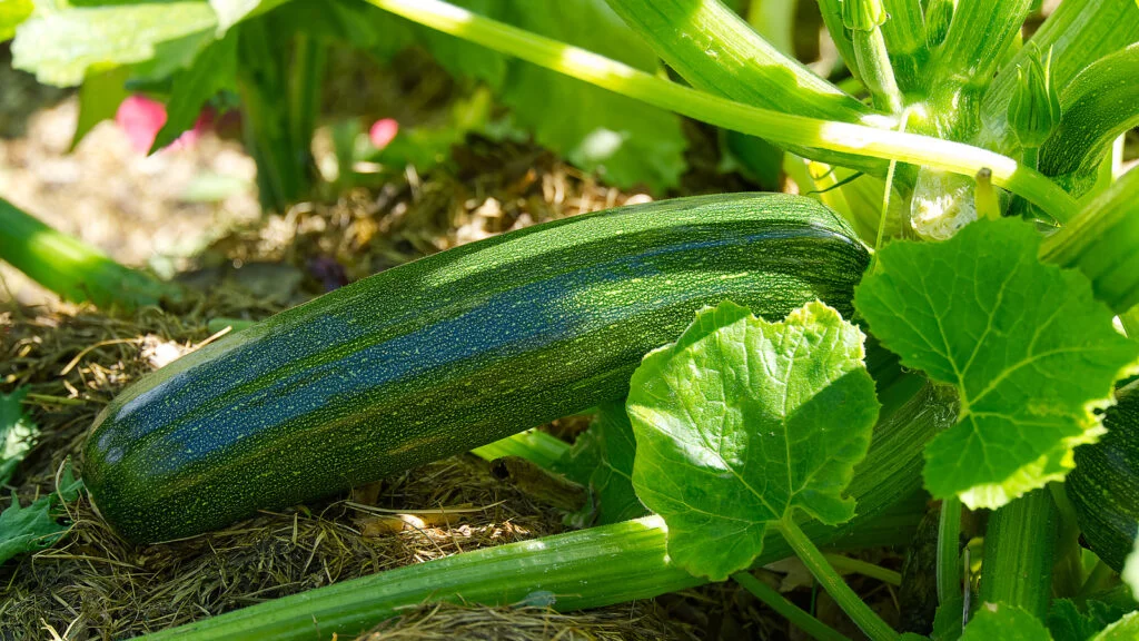 Do Zucchini Plants Like Water?