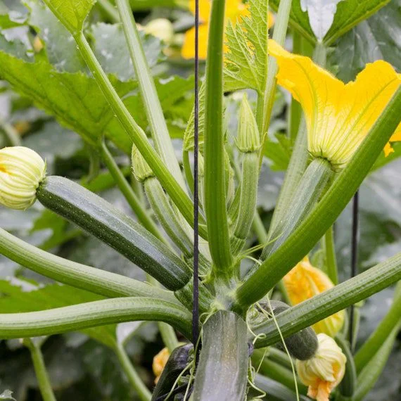 Do Zucchini Plants Like Water?