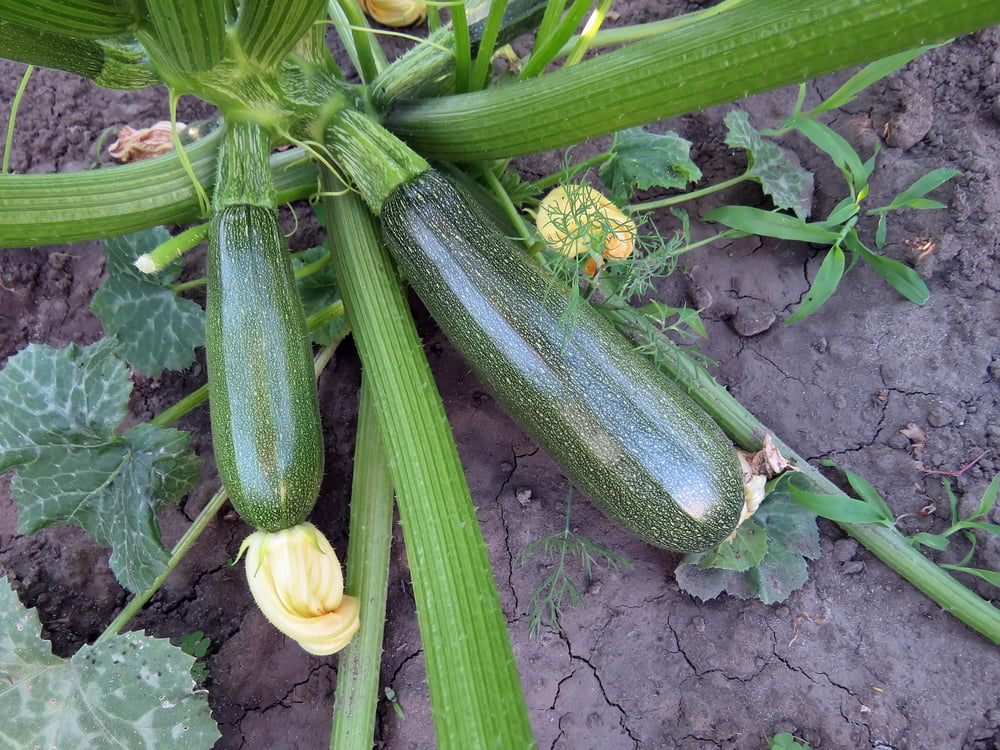 Do Zucchini Plants Like Water? Do Zucchini Plants Like Water?