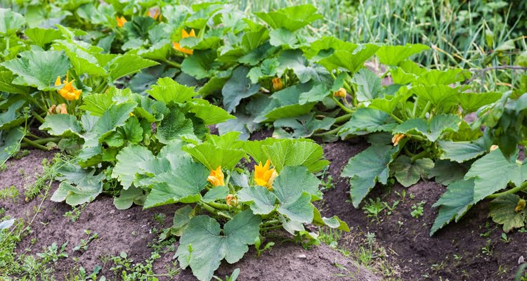 Does Zucchini Need Two Plants? Does Zucchini Need Two Plants?