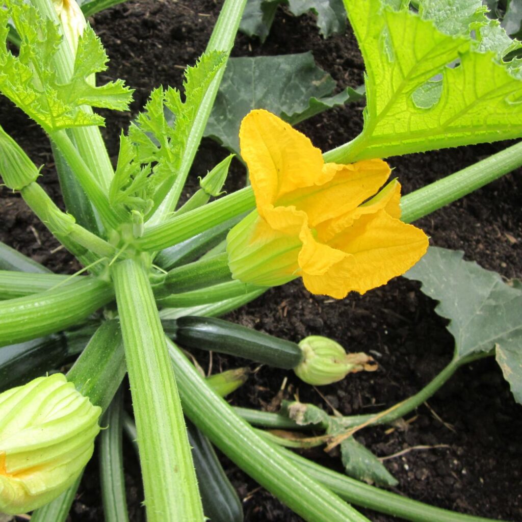 Does Zucchini Need Two Plants? Does Zucchini Need Two Plants?