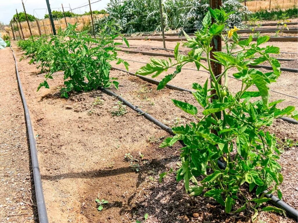 How Close To Plant Tomatoes How Close To Plant Tomatoes