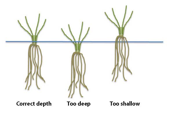 How Deep Should You Plant Strawberries? How Deep Should You Plant Strawberries?