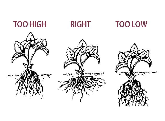 how-deep-to-plant-strawberries-greenthumbsguide