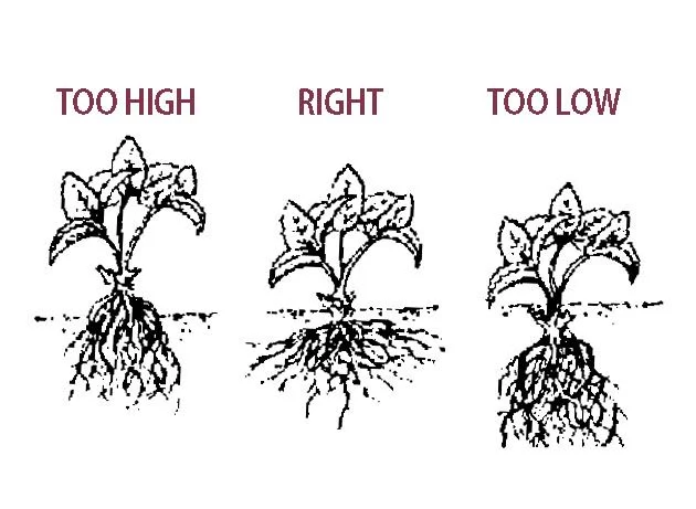 How Deep To Plant Strawberries?