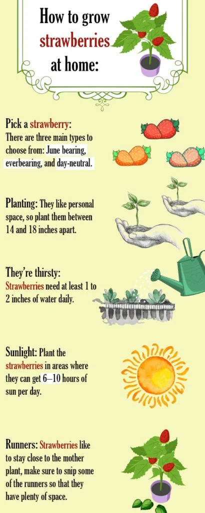 How Deep To Plant Strawberries?