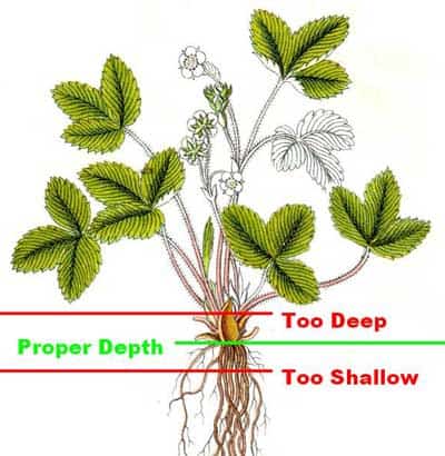 How Deep To Plant Strawberries? How Deep To Plant Strawberries?