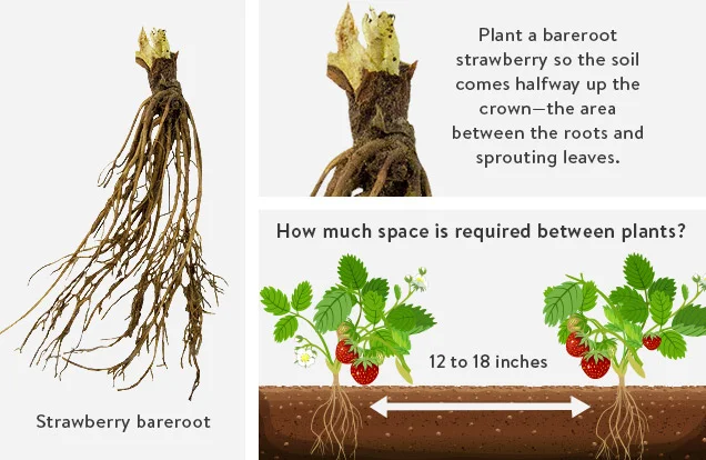 How Deep To Plant Strawberries?