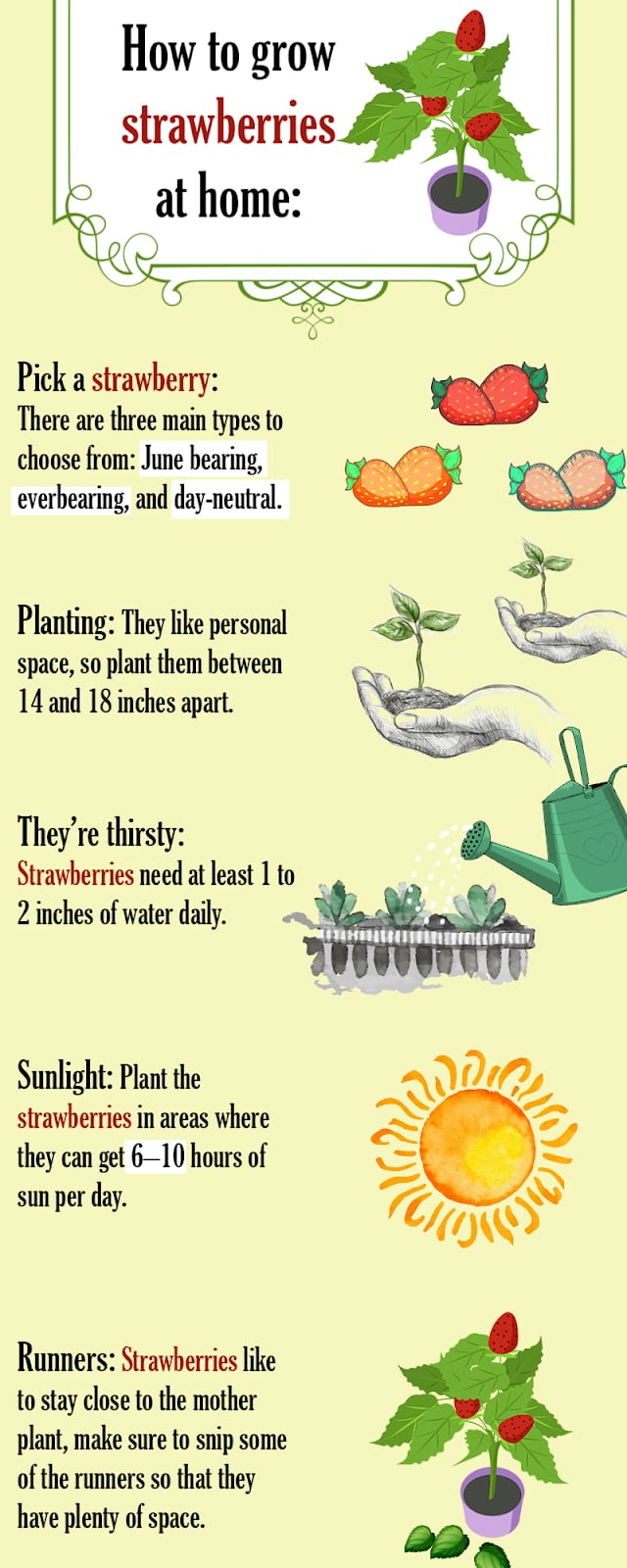 how-deep-to-plant-strawberries-greenthumbsguide