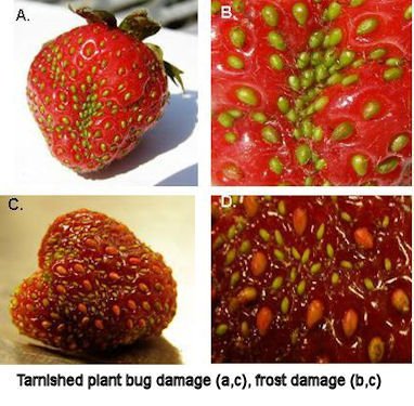How Do You Cover Strawberries For Frost? How Do You Cover Strawberries For Frost?