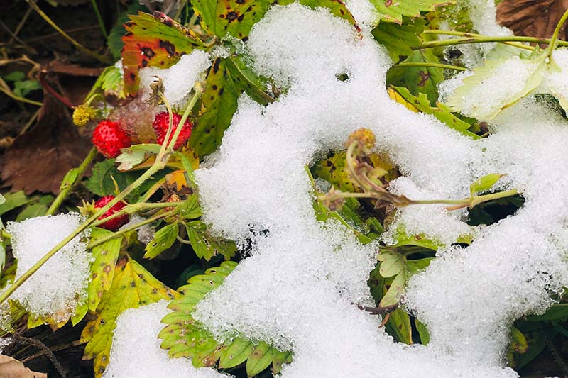 How Do You Cover Strawberries For Frost? How Do You Cover Strawberries For Frost?