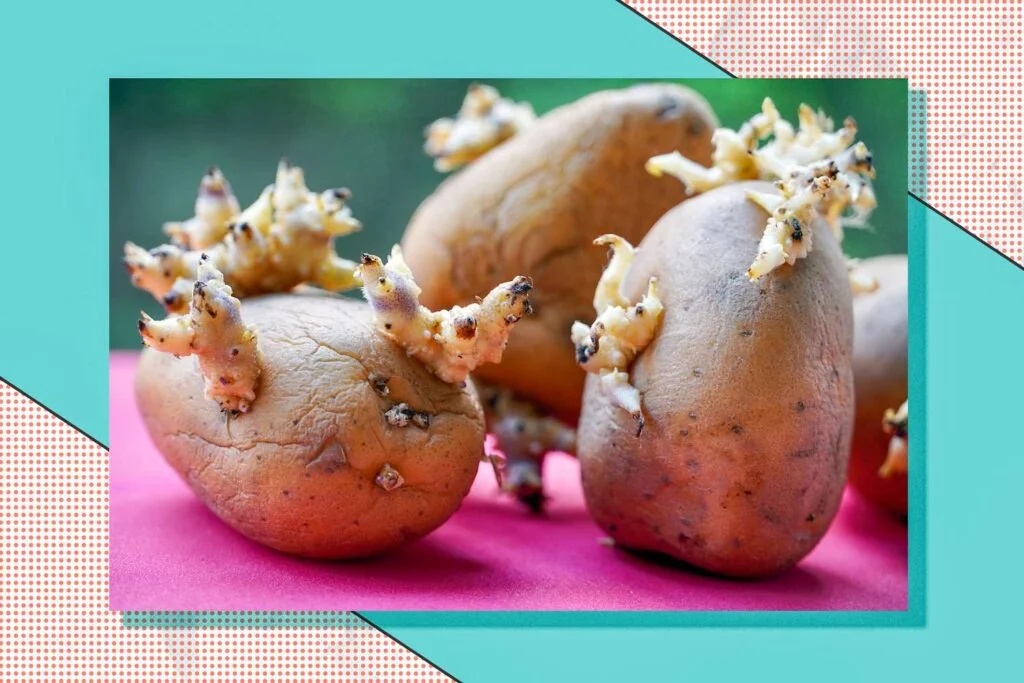How Do You Sprout Potatoes?