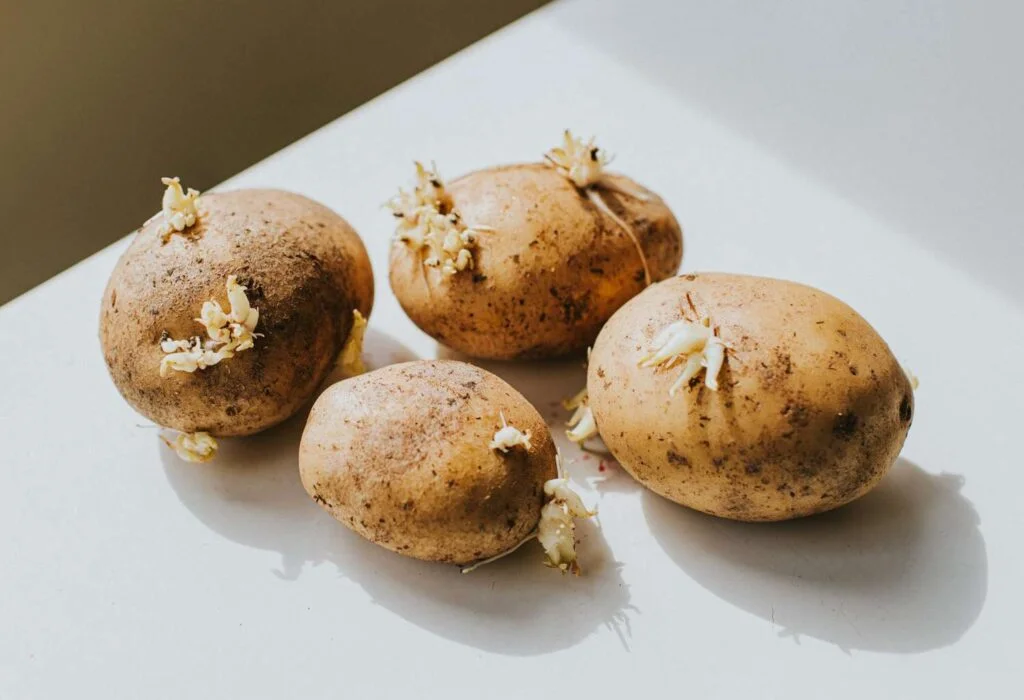 How Do You Sprout Potatoes?