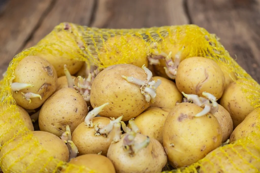 How Do You Sprout Potatoes?