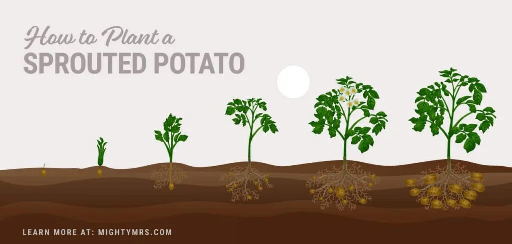 How Do You Sprout Potatoes?