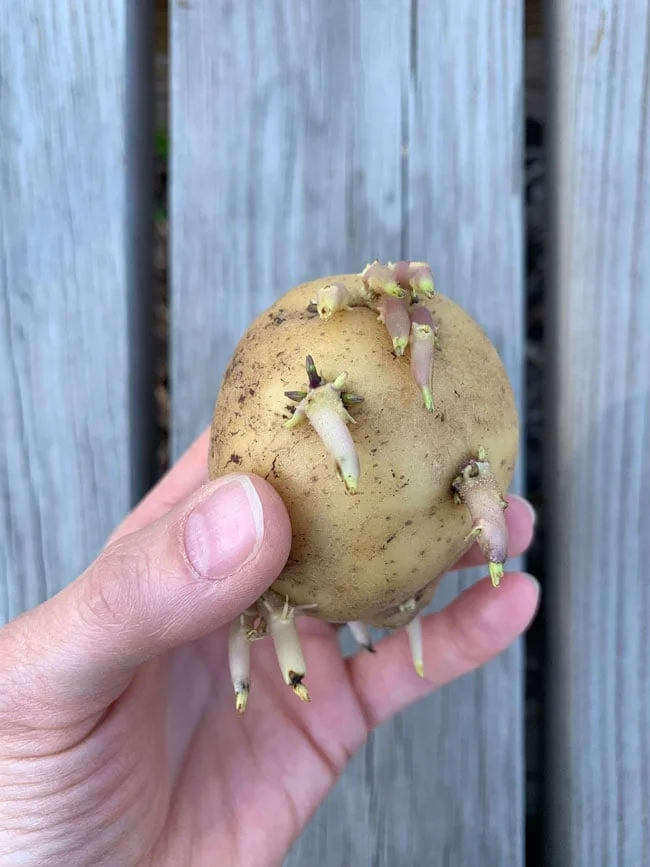 How Do You Sprout Potatoes?