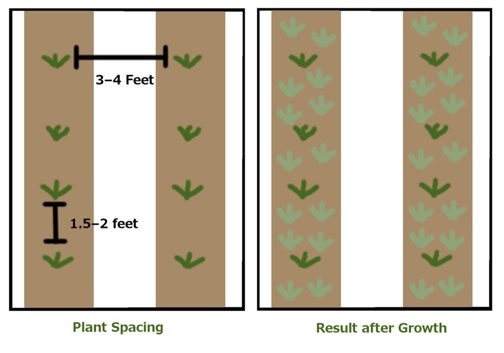 How Far Apart Do Plant Strawberries? How Far Apart Do Plant Strawberries?