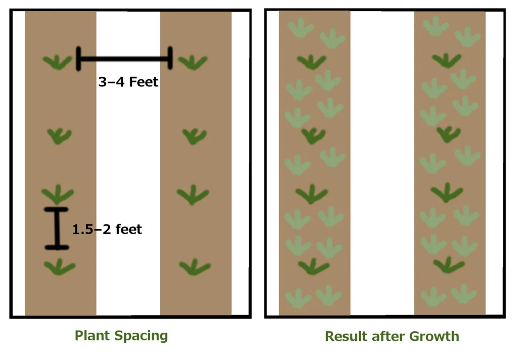 How Far Apart Do Plant Strawberries?