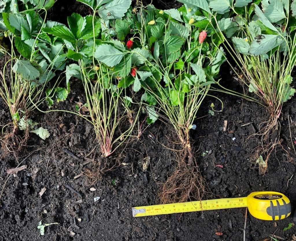 How Far Apart Do Plant Strawberries? How Far Apart Do Plant Strawberries?