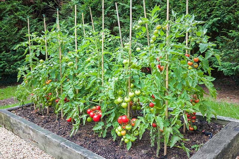 How Late Can Plant Tomatoes How Late Can Plant Tomatoes