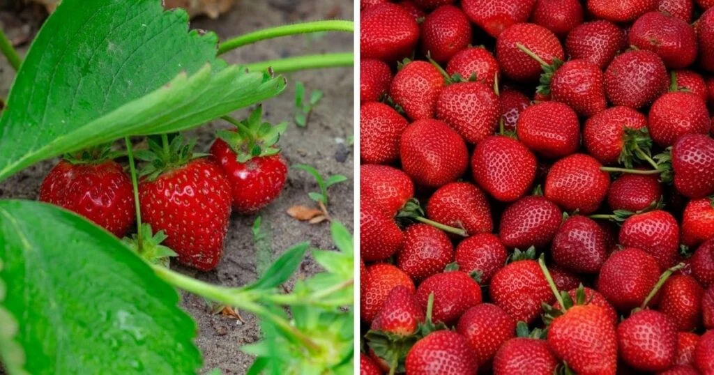How Many Strawberries Are Produced Per Plant?