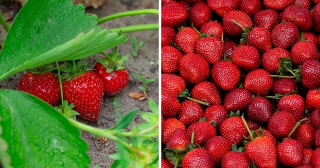 How Many Strawberries Does One Plant Produce?