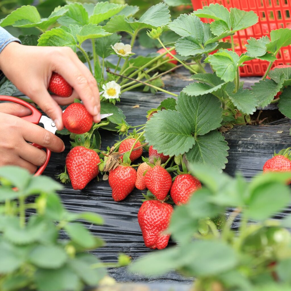 How Many Strawberries Does One Plant Produce?