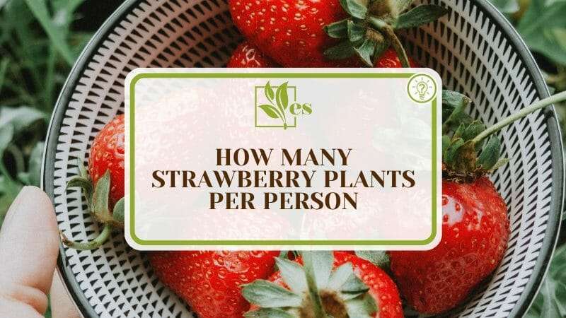 How Many Strawberries Will One Plant Yield? How Many Strawberries Will One Plant Yield?