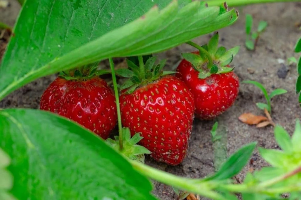 How Many Strawberries Will One Plant Yield?
